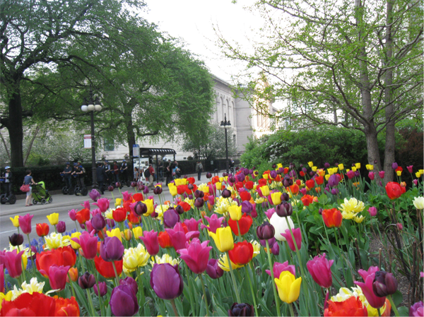 Hoerr Schaudt | Michigan Avenue: Tulips On The Magnificent Mile