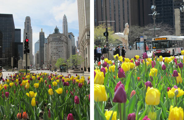 2 michigan ave flowers tulips spring like no other blog hoerrschaudt