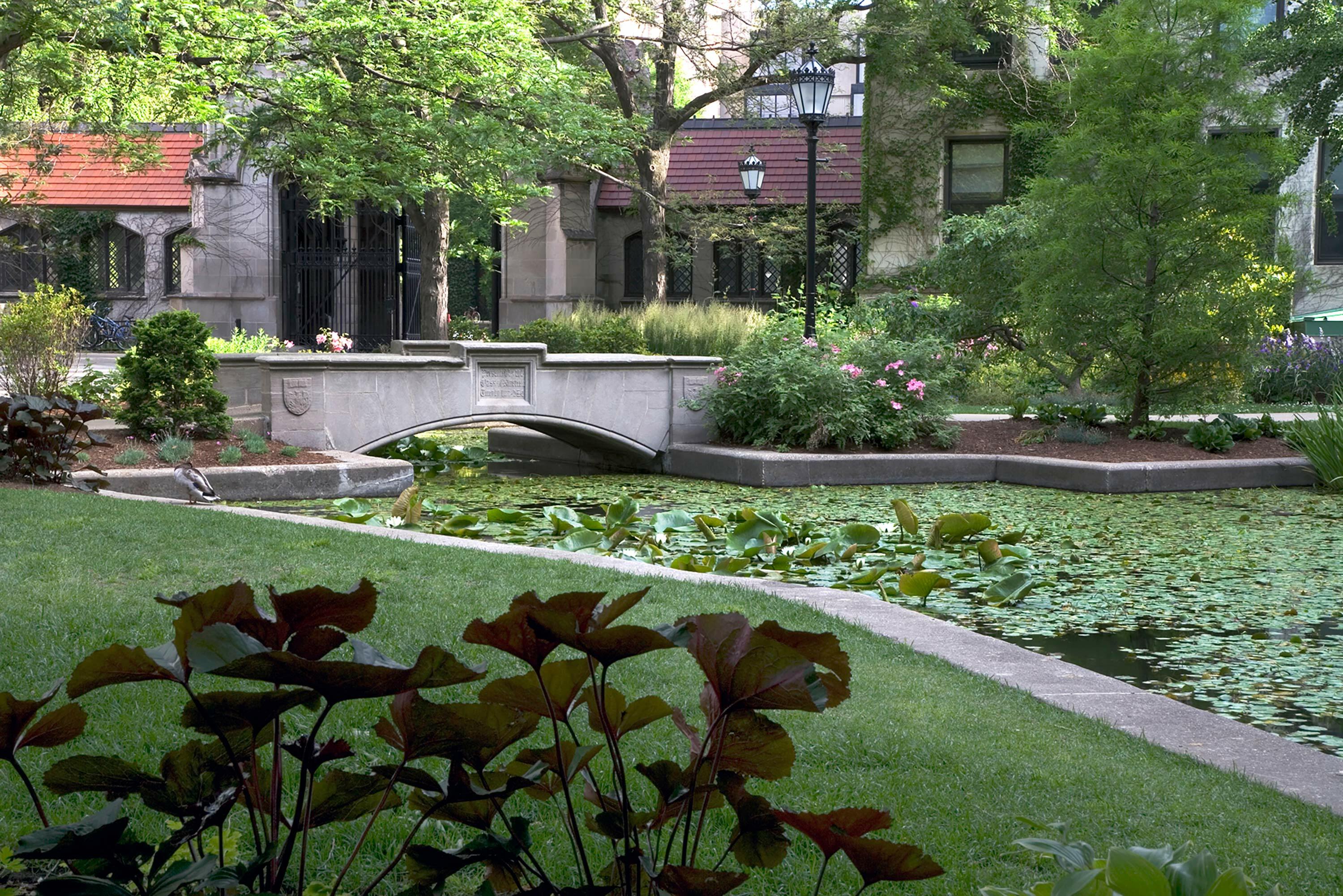 3 green pond grass university of chicago hoerrschaudt