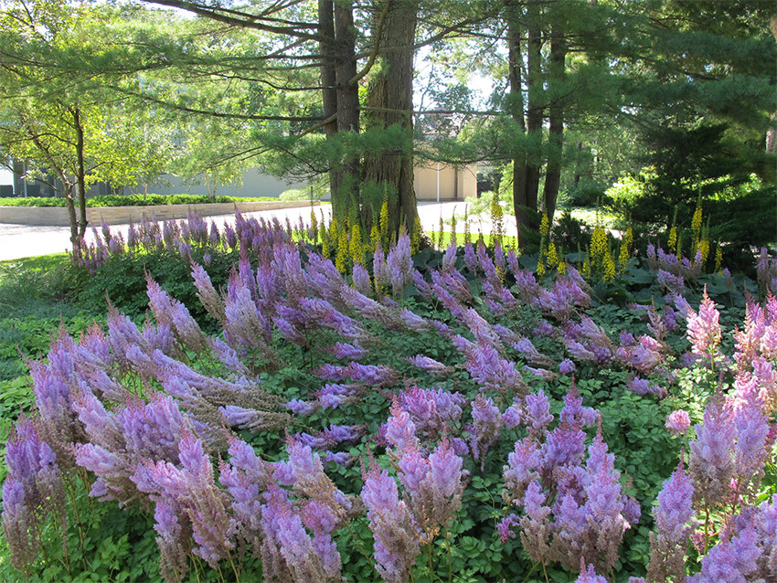 4 floral tips for shade garden blog hoerrschaudt