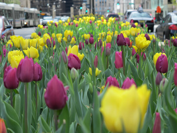 4 tulip close up spring like no other blog hoerrschaudt