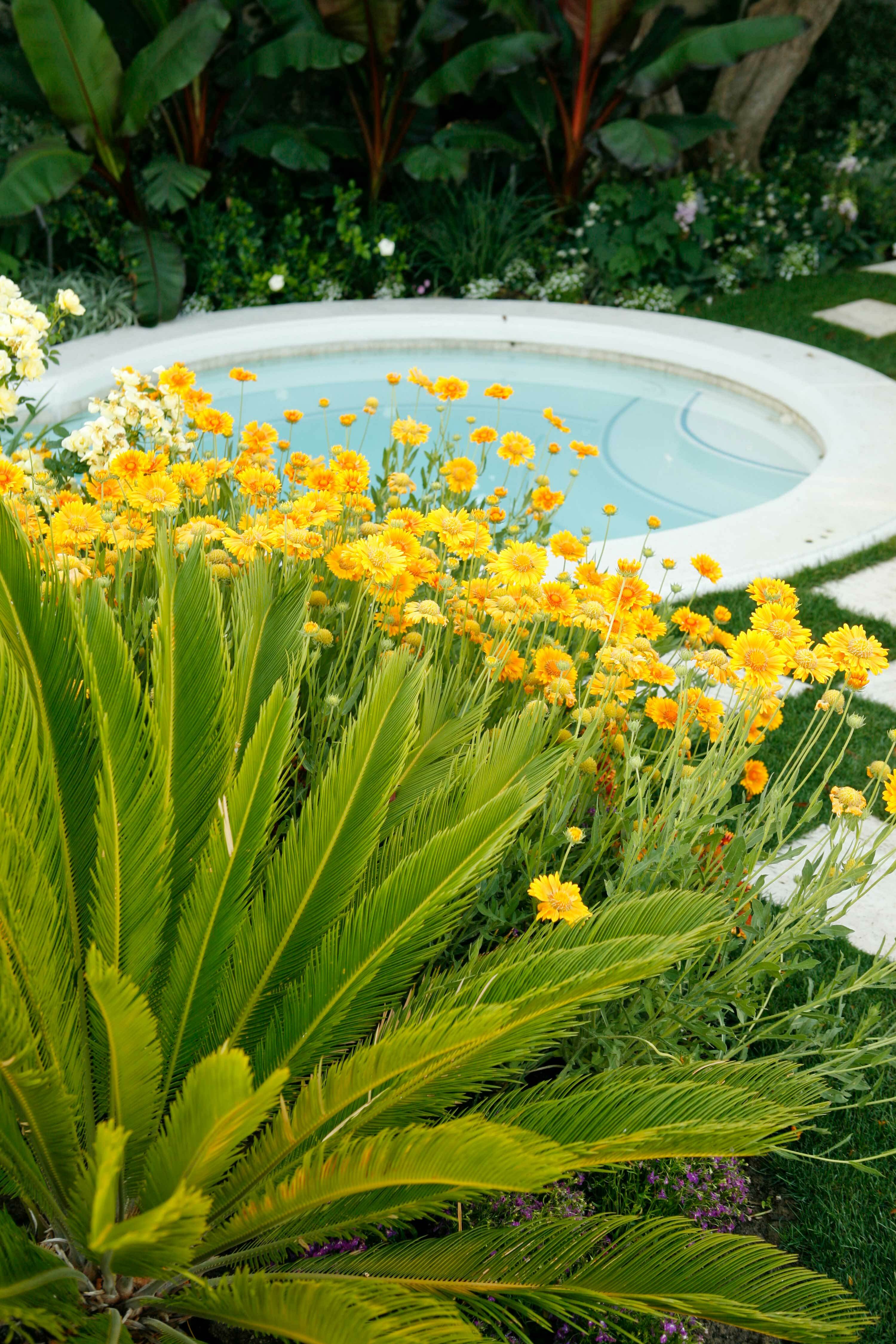 Hot tub tropical plant combination